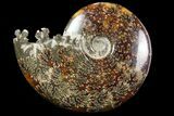 Polished, Agatized Ammonite (Cleoniceras) - Madagascar #97293-1